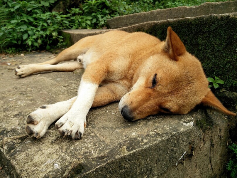 Animal protection
