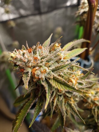 Stardawg