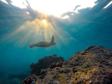 honu