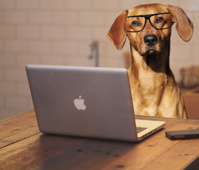crypto dog trevor balthrop laptop