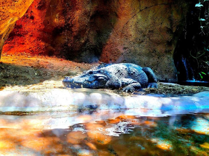 San Diego Zoo