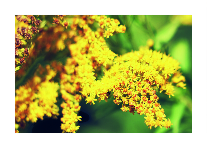 yellow flowers