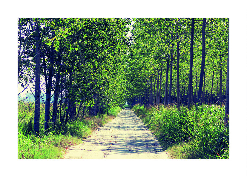 A road through the woods