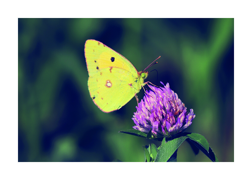 butterfly