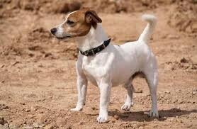 terrier