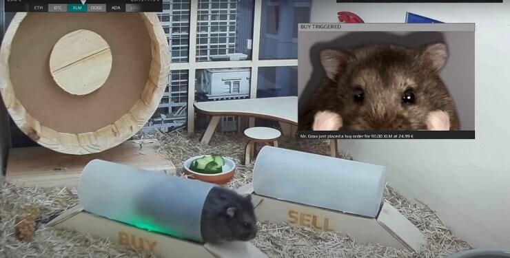 Hamster