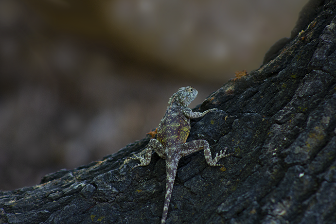 Male Agama