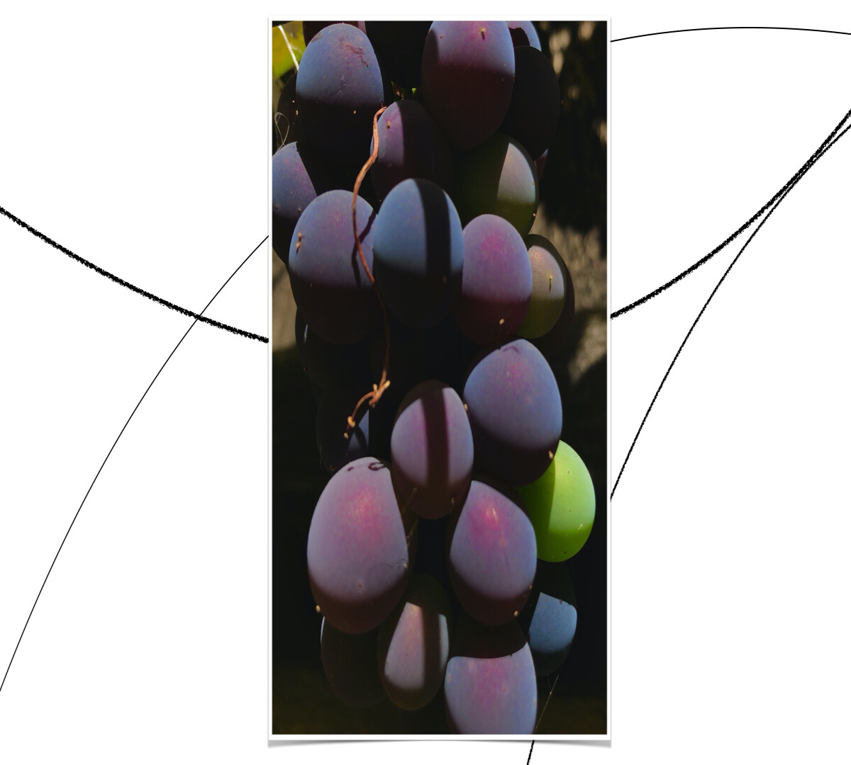 grapes_szbarnaus
