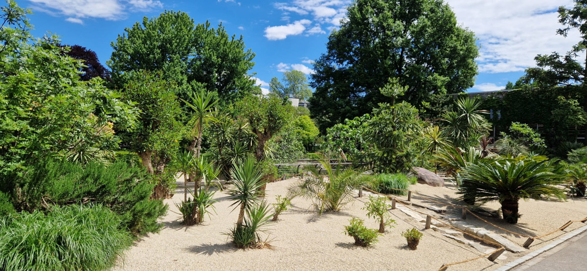 tropical garden