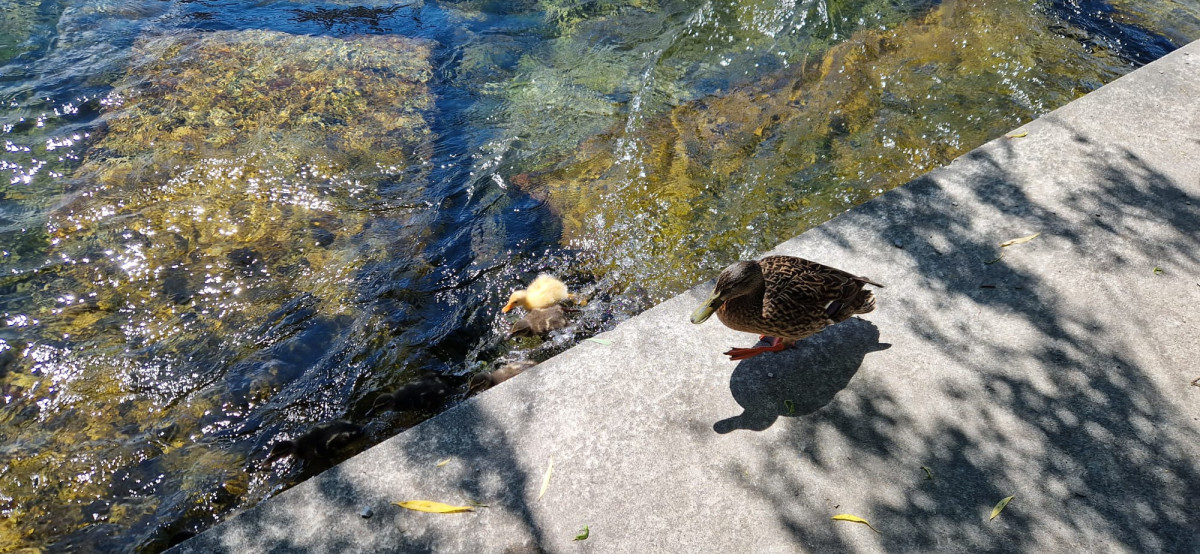 duckling learning to swim