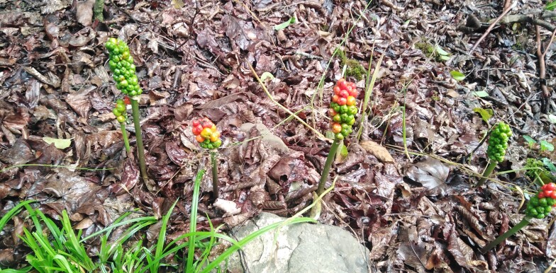 Beware of Poisonous Berries in Jungle