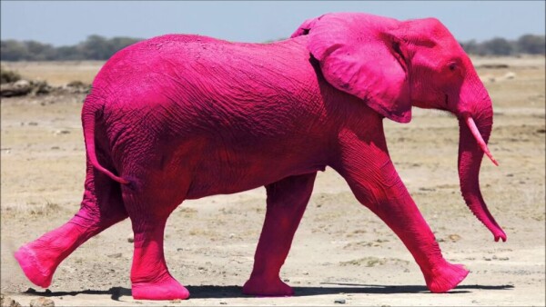 Pink Elephant Example