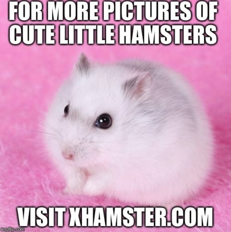 Cute Hamster