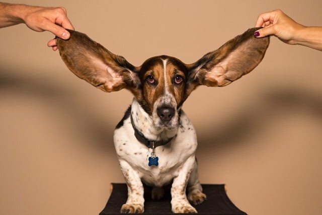 Dog listening