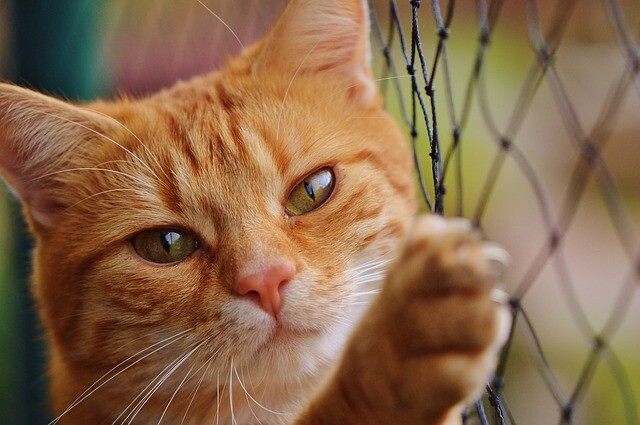 whisker fatigue in cats