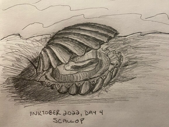 Scallop opening up on the beach - pencil