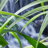 Cascading Faith