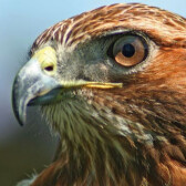 hawk-eye