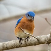 CryptoBluebird