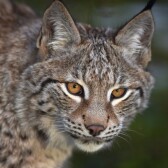 The Lynx