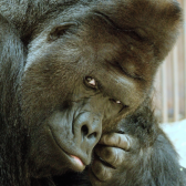 SatoshiGorilla