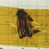 art_of_bug