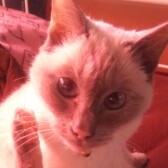 Willow