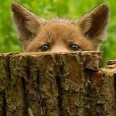 foxyfoxy