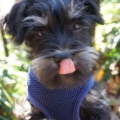 Felix the pup