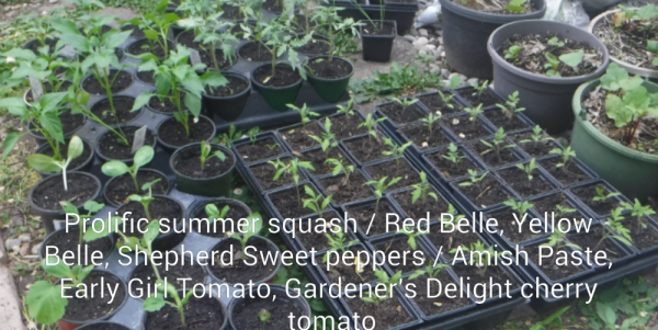 Squash Peppers Tomatoes