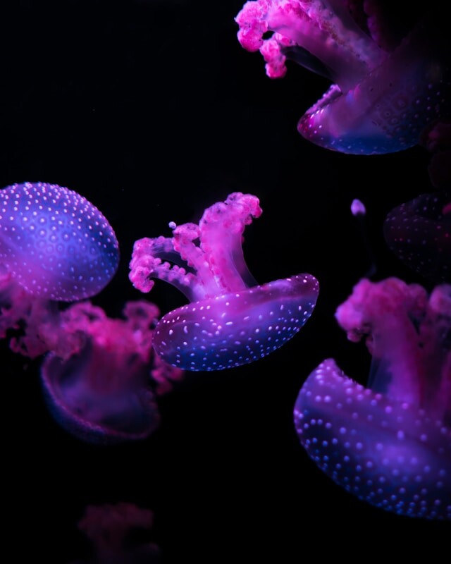 15a99584464b3d85b253985a813eff7eddebf25d10649c12e80efb17ab96f6ec.jpg