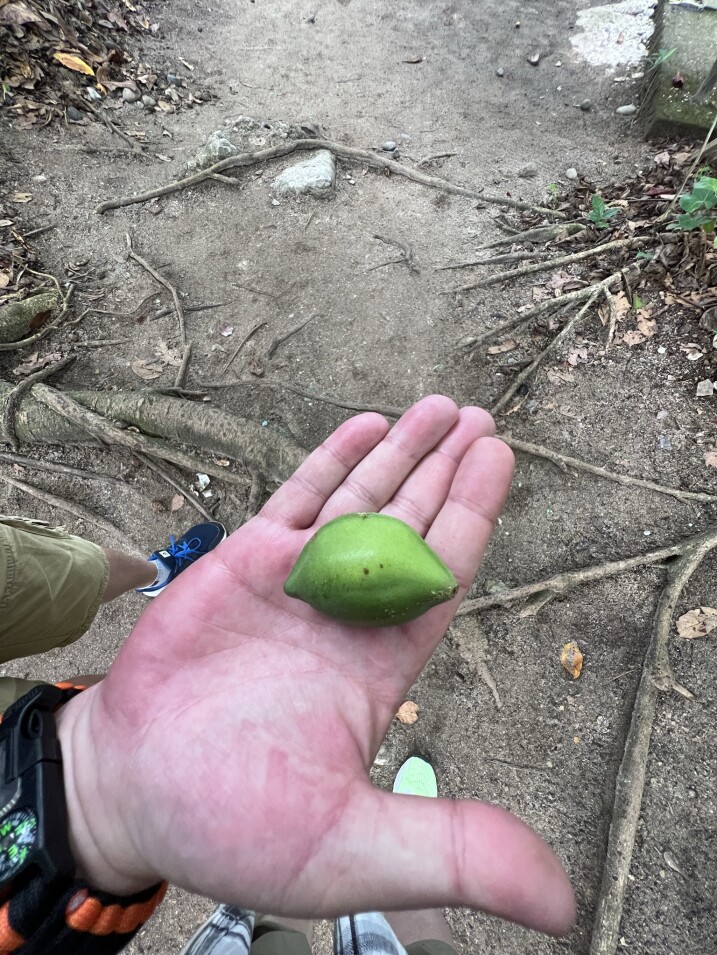 Cahuita National Park. Costa Rica, province of Limon.