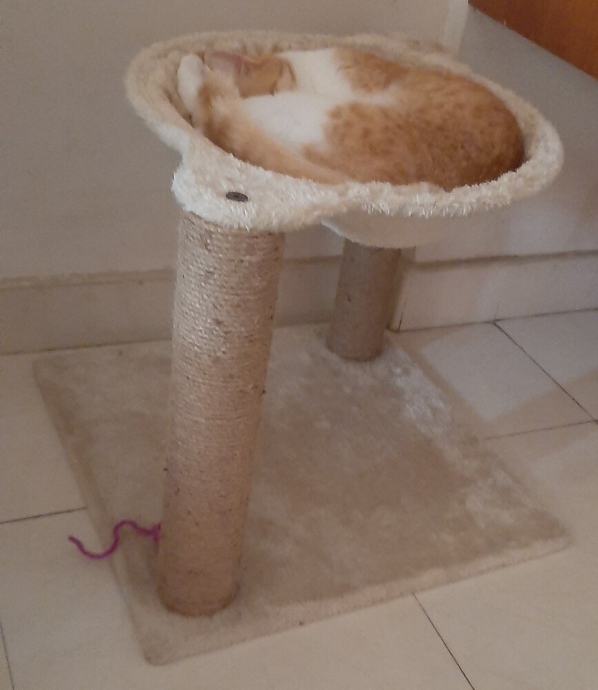 cat photo rest