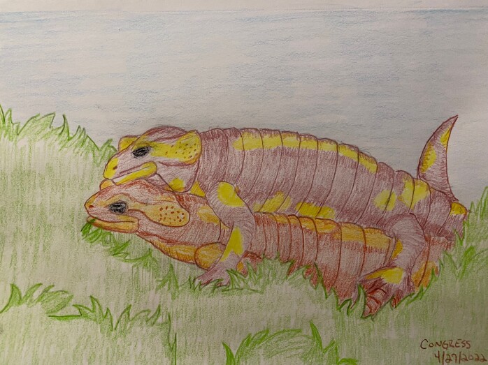 drawing of salamanders mating in the grass - colored pencil