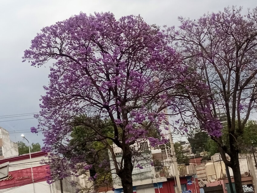 Jacaranda