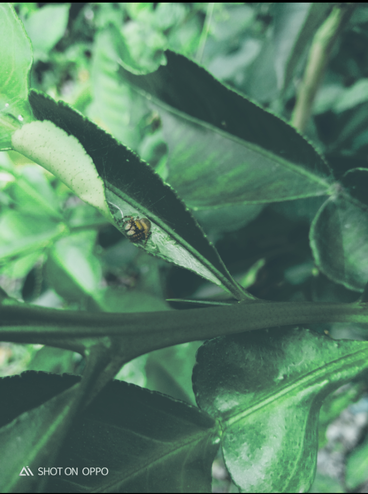 Cute Little Spider