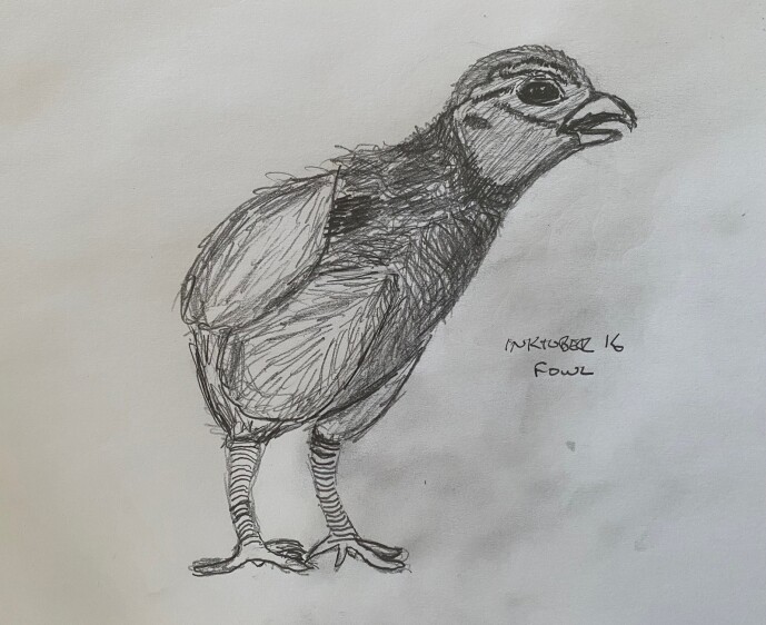 Baby fowl, not sure what kind - pencil