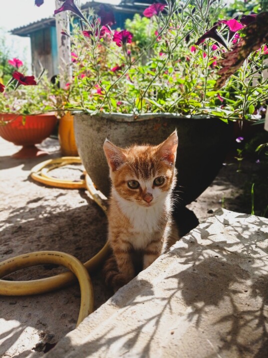 Cats on a walk