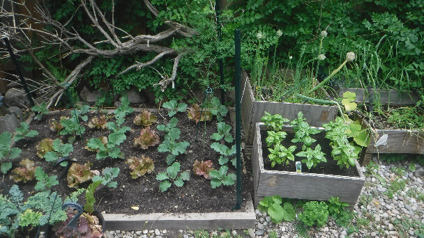 Kale Lettuce Basil Onion