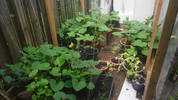 Vertical Gardening 2