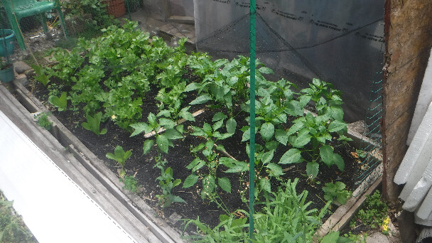 Lettuce Bell Pepper Celery