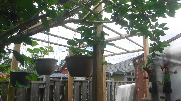 Vertical Gardening