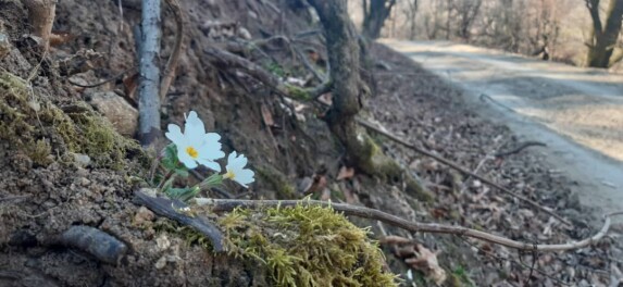 Dangerous Turns, Steep Route &amp; Gorgeous Nature Even in Winter