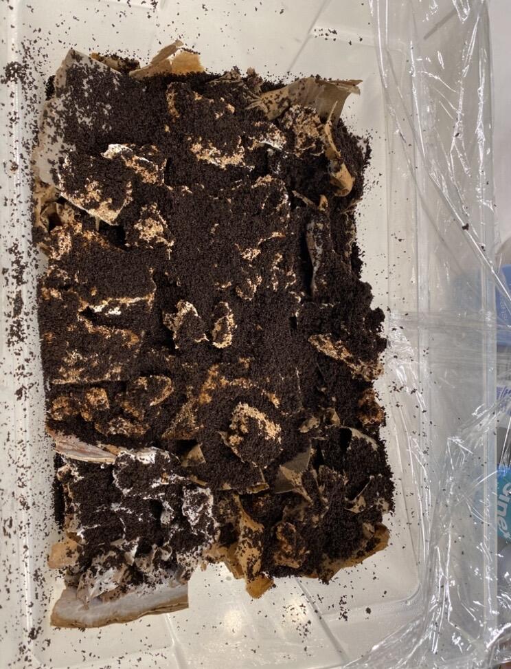 Coffee Grounds