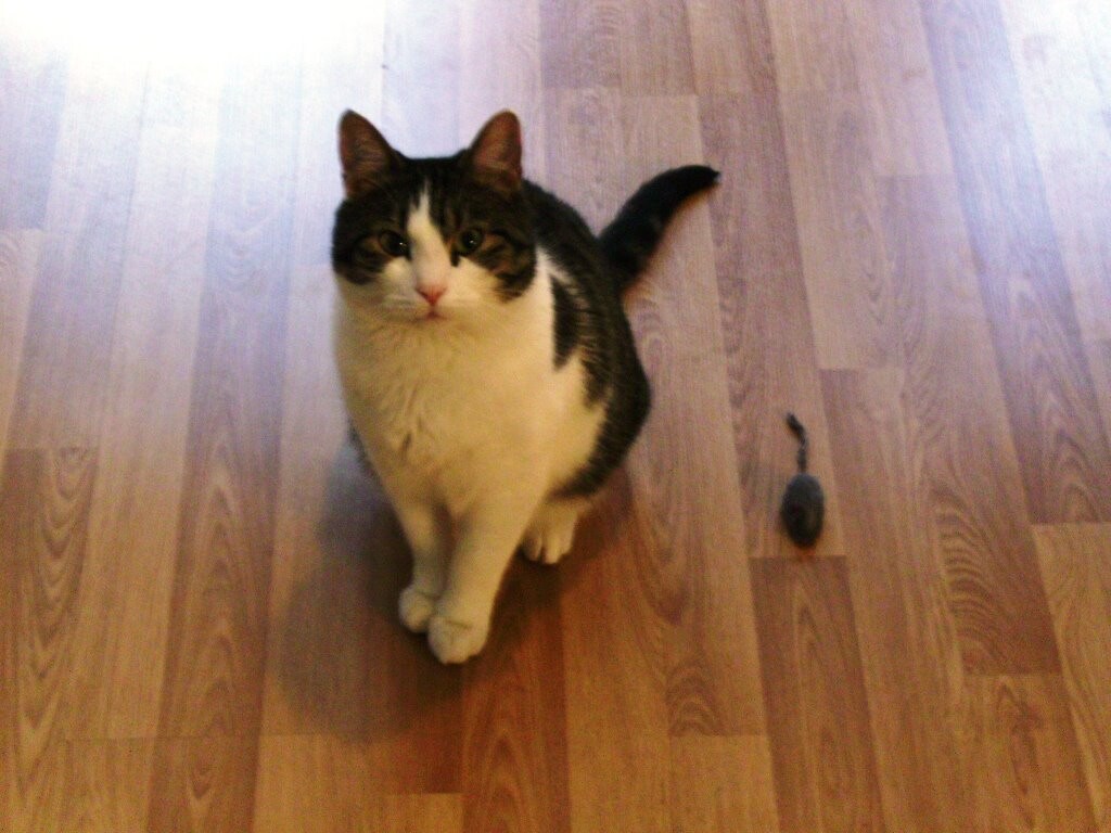 Murphy und Maus