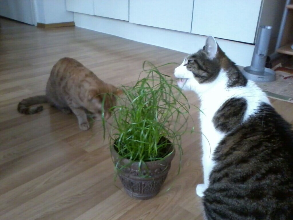 Gras