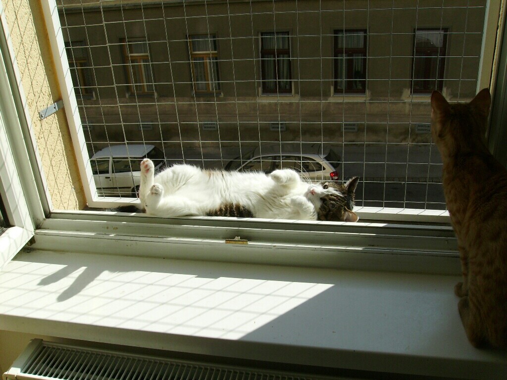 Merlin beim sonnen