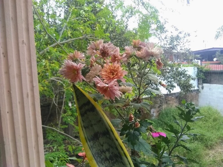 Flores