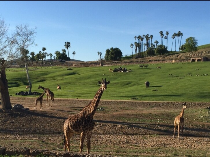Wild Animal Park