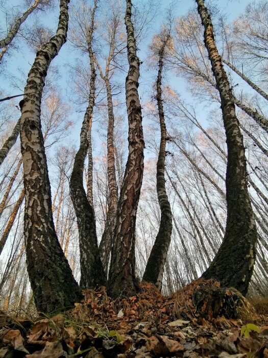 Birches